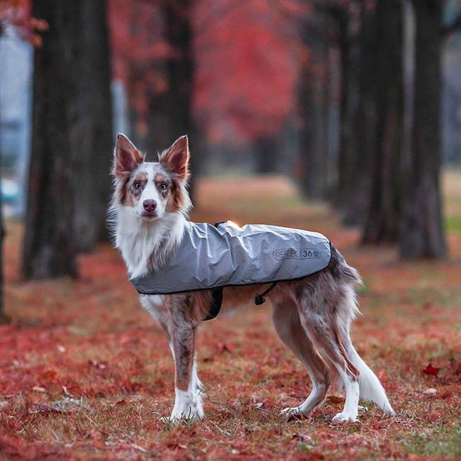 프로비즈 강아지 산책 리플렉트(반사) 자켓
